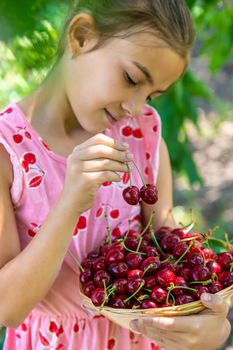 A child harvests cherries in the garden. Selective focus. Food.