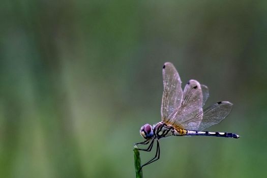 Beautiful color side of Dragonfly Close up macro small insect animal on plant long tail translucent wings wildlife in summer environment nature field over blur green background