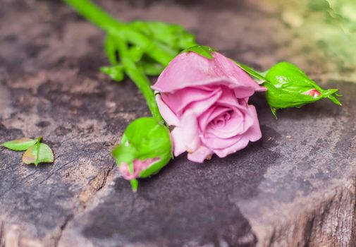 Beautiful single pink rose isolated on wooden background . Pink Rose flower with raindrops on background pink roses flowers. Nature.