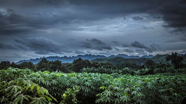 horizontal panorama tropical rainforest in silhouette style with trees and mountains, jungle concept