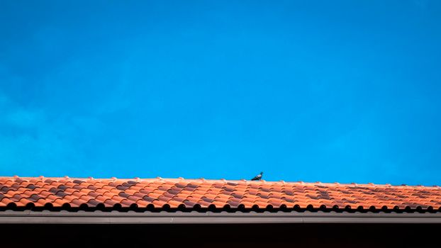 red clay roof and a bird with blue sky background