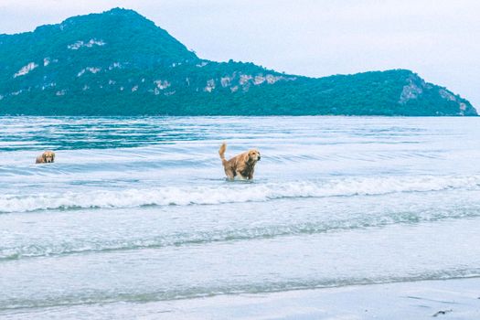 golden retriever dog relaxing, playing in the sea for retirement or retired relax vacation holiday