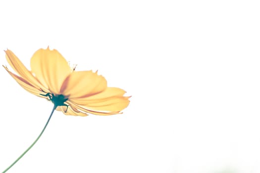 Yellow cosmos flowers are bloom on a white background. single of blooming yellow flowers . greeting card . happiness idea .