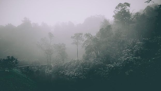 Misty landscape with fir forest in hipster vintage retro style. Fairy tale spooky looking woods in a misty day. Cold foggy morning in horror forest