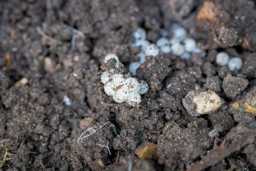 Cluster of white snail eggs laying on the soil in a UK garden