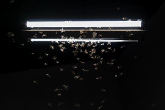 Termites flying around a light at night