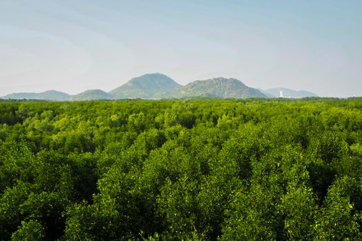 Forest. Green mountain forest landscape. Misty mountain forest. Fantastic forest landscape. Mountain forest in clouds landscape. Foggy forest. Mountain forest landscape.