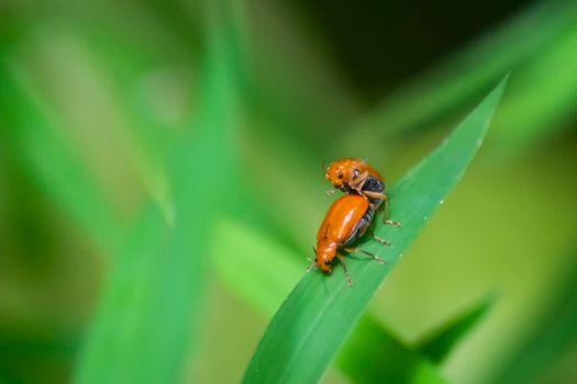 Close up of red bug on green leaf . Fighting bug , animals are together on a natural background. natural phoyography