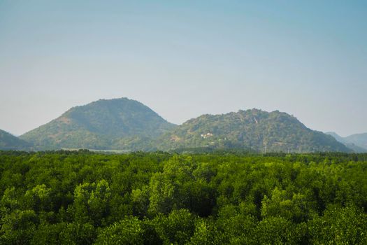 Forest. Green mountain forest landscape. Misty mountain forest. Fantastic forest landscape. Mountain forest in clouds landscape. Foggy forest. Mountain forest landscape.