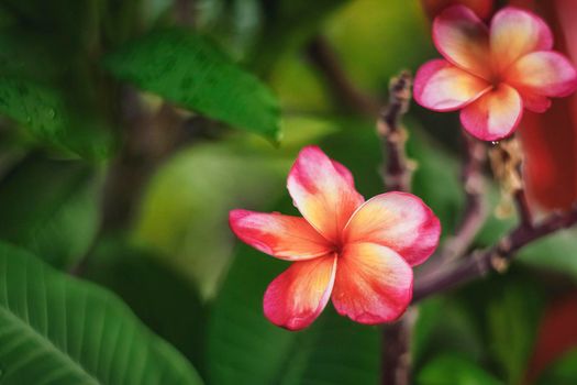 Pink Flower over green leaf background abstract relax holiday summer vacation nature concept