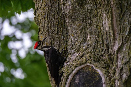 A pileated woodpecker (Dryocopus pileatus) clings to the side of a tree, with its head back ready to drum against the tree.