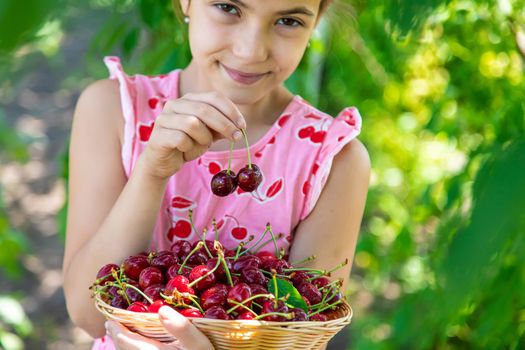 A child harvests cherries in the garden. Selective focus. Food.