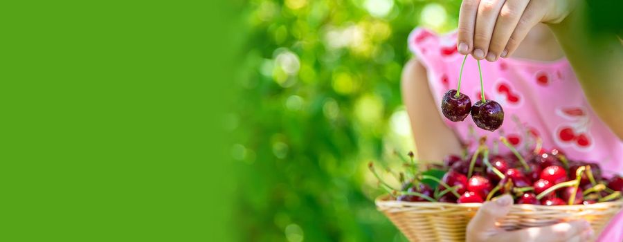 A child harvests cherries in the garden. Selective focus. Food.