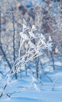 Frozen and snow covered twigs of field grass at sunny winter day. Beautiful winter landscape season. frost beauty grass on nature background