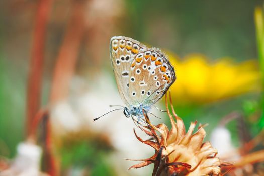 Plebejus argus, Silver Studded Blue common European butterfly in a meadow