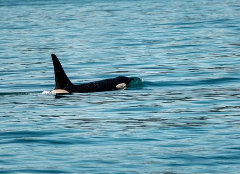 Dark fin of orca whale cutting through the water of Resurrection Bay Seward Alaska