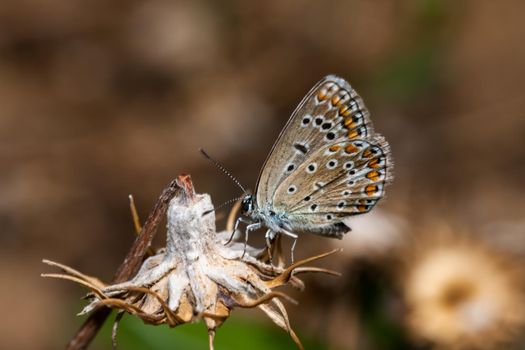 Plebejus argus, Silver Studded Blue common European butterfly in a meadow