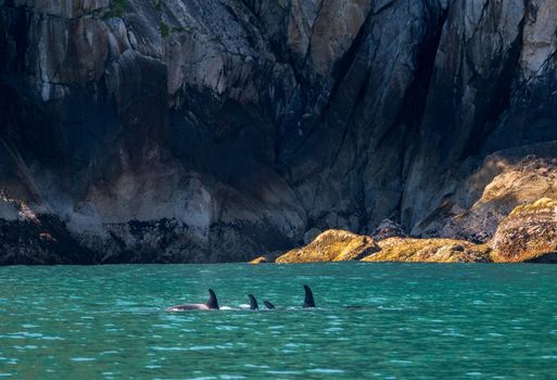 Dark fin of orca whale cutting through the water of Resurrection Bay Seward Alaska