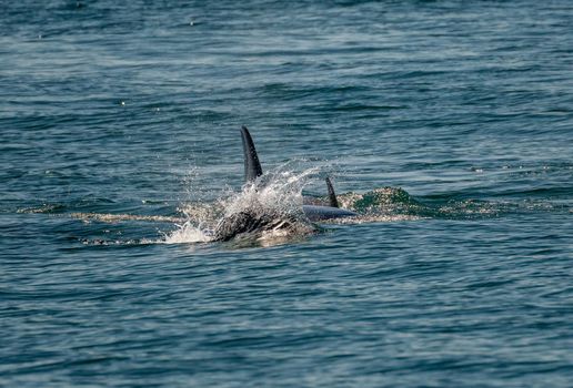 Dark fin of orca whale cutting through the water of Resurrection Bay Seward Alaska