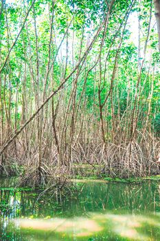 mangrove forest in Asia Thailand natural protection  evironment from seaside water sea.