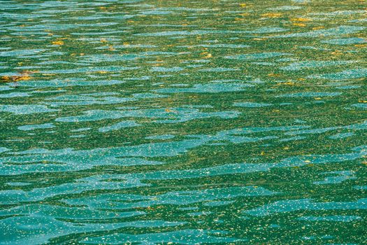 Collection of sea weed and other debris floating in Resurrection Bay near Seward Alaska