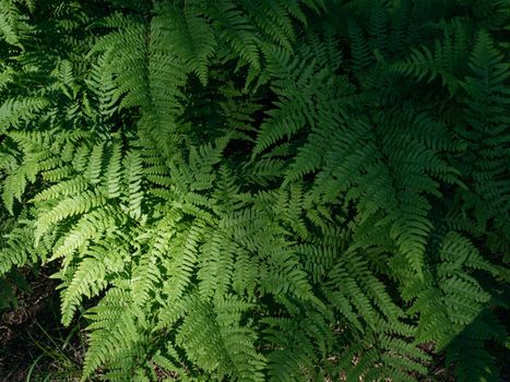 Fern leaves in the forest. shadows, daylight.Copy-space