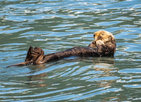 Fur covered sea otter floating in the icy water of Resurrection Bay near Seward in Alaska