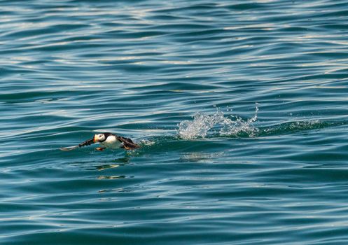 Single puffin taking off from the ocean in Resurrection Bay near Seward in Alaska