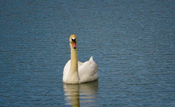 Graceful white Swan swimming in the lake, swans in the wild. Portrait of a white swan swimming on a lake. The mute swan, latin name Cygnus olor.