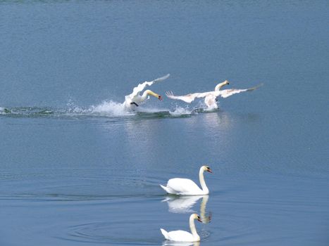 Graceful white Swan swimming in the lake, swans in the wild. Portrait of a white swan swimming on a lake. The mute swan, latin name Cygnus olor.