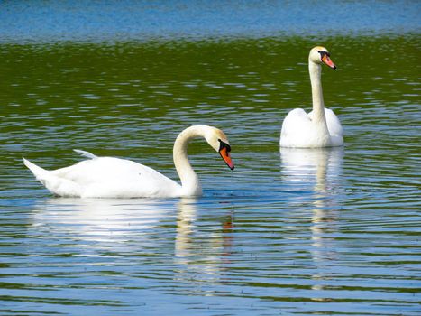 Graceful white Swan swimming in the lake, swans in the wild. Portrait of a white swan swimming on a lake. The mute swan, latin name Cygnus olor.