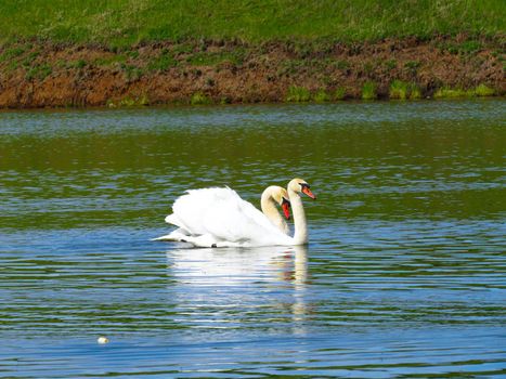 Graceful white Swan swimming in the lake, swans in the wild. Portrait of a white swan swimming on a lake. The mute swan, latin name Cygnus olor.