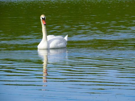 Graceful white Swan swimming in the lake, swans in the wild. Portrait of a white swan swimming on a lake. The mute swan, latin name Cygnus olor.