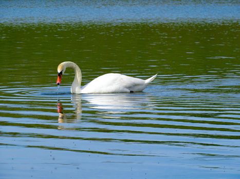 Graceful white Swan swimming in the lake, swans in the wild. Portrait of a white swan swimming on a lake. The mute swan, latin name Cygnus olor.