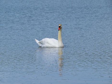 Graceful white Swan swimming in the lake, swans in the wild. Portrait of a white swan swimming on a lake. The mute swan, latin name Cygnus olor.