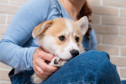 The owner is hugging a red pembroke corgi puppy