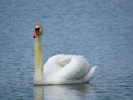 Graceful white Swan swimming in the lake, swans in the wild. Portrait of a white swan swimming on a lake. The mute swan, latin name Cygnus olor.