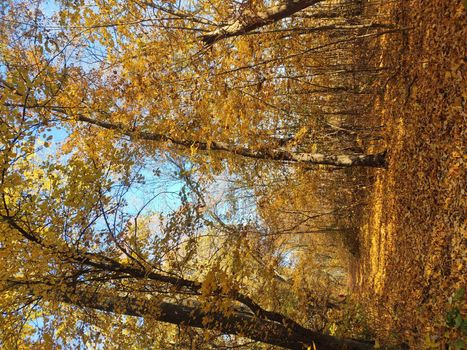 Forest trees in autumn, fallen leaves. Lovely autumn background