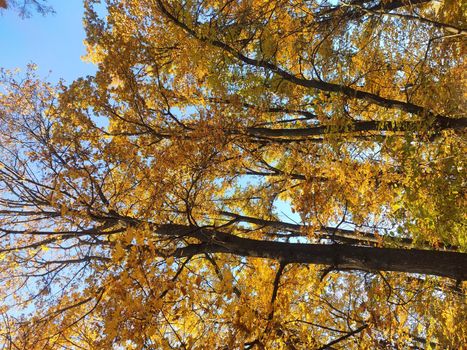 Forest trees in autumn. Autumn forest landscape.