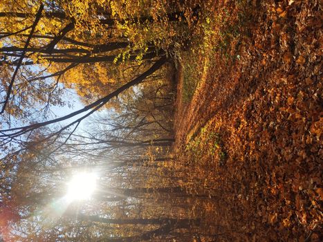 Forest trees in autumn, fallen leaves. Lovely autumn background