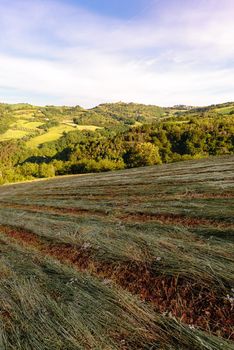 View of fields under Belvedere Fogliense, Region Marche of Italy. In the background appears the medieval city of Mondaino