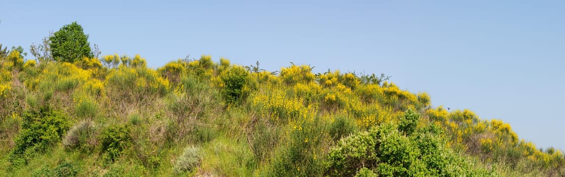 Yellow broom flowers on the hill in the Marche region of Italy, under a clear and clean blue sky
