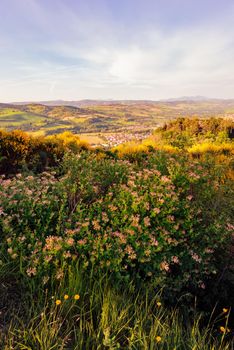 Lonicera caprifolium also known as the Italian woodbine,perfoliate honeysuckle, goat-leaf honeysuckle, Italian honeysuckle, or perfoliate woodbine, in the Marche  Hills near Pesaro and Urbino