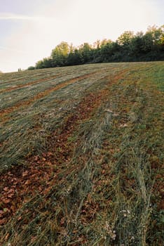 View of the fields and trees near Belvedere Fogliense in the Marche region of Italy, at morning when the sun rises.