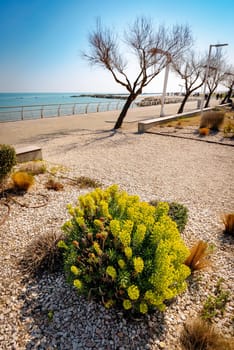 Yellow Euphorbia characias flowers, in Pesaro, region Marche of Italy, on the Adriatic coast.