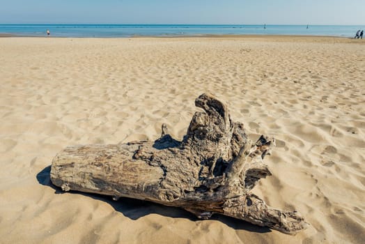 A weathered stump on the sand, on the beach of Pesaro on the Adriatic coast of italy, under the warm sun