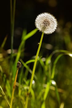 Macro of dandelion seeds with back light on a dark background