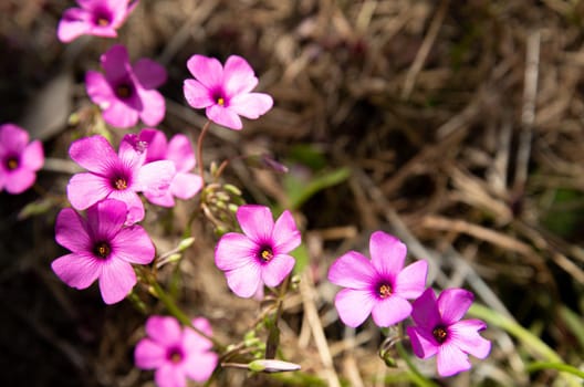 Oxalis articulata or Oxalis floribunda growing on the hills near Pesaro and Urbino, in the Marche region  of Italy