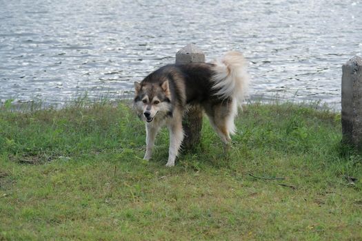 Black and white Siberian Husky running on the lawn on a summer day. Siberian husky dog peeing on a cement pole in the garden.