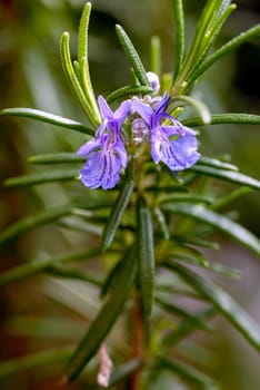 Closeup of a violet Rosemary Flower in Italy during spring. Rosemary is an excellent plant to be used a seasoning for cooking and has also good medicinal properties